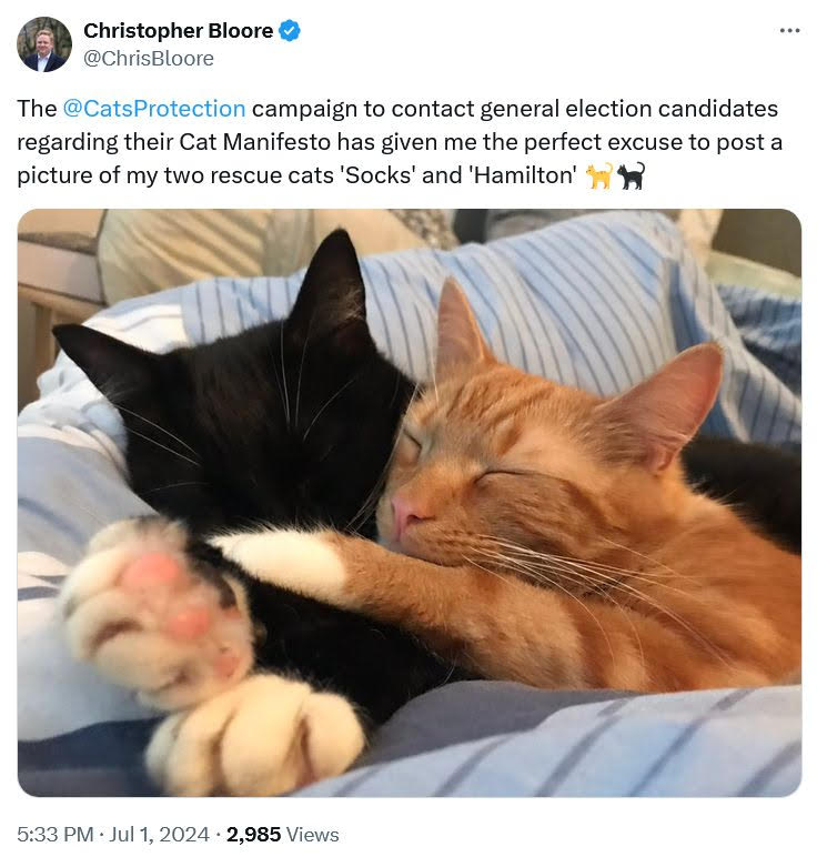 Two rescue cats cuddling, posted on Twitter by Cats Protection